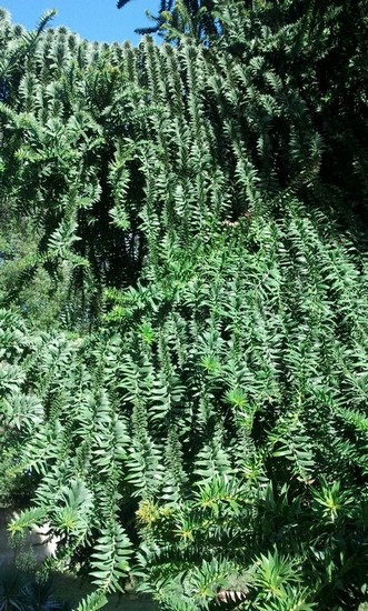 qualcuno sa dirmi che albero �?